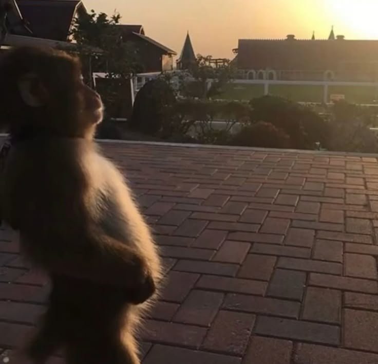 🔆